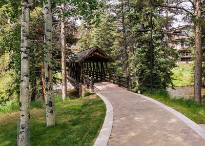 Road amidst trees and plants in forest