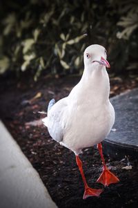 Close-up of seagull perching outdoors