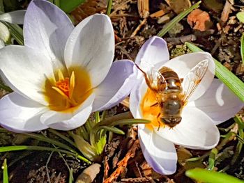 Close-up of crocus