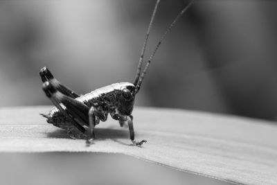 Close-up of insect