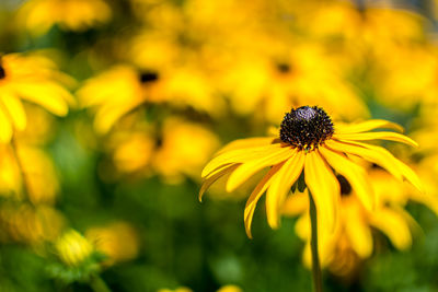 Close-up of yellow flower blooming outdoors