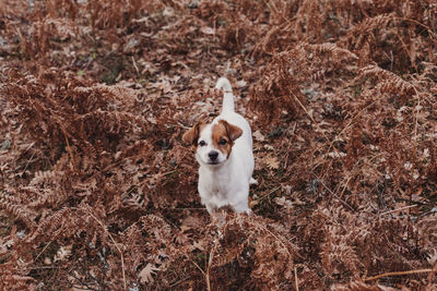 High angle view of dog on field