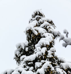Close-up of flower tree during winter