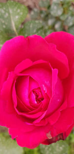 Close-up of pink rose