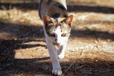 Portrait of cat on field