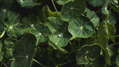 Close-up of raindrops on leaves