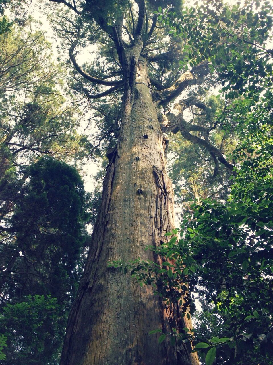 tree, tree trunk, branch, low angle view, growth, forest, tranquility, nature, woodland, green color, beauty in nature, day, tranquil scene, outdoors, no people, scenics, non-urban scene, sky, sunlight, leaf