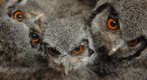 Close-up portrait of owls