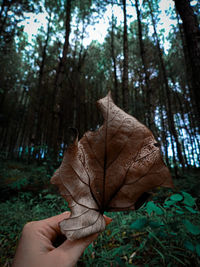 Close-up of person hand holding maple leaf in forest