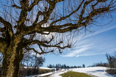 Bare trees by road against sky during winter