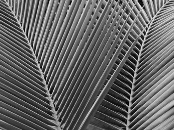 Black and white palm leaf