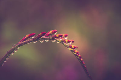 Close-up of wet pink flower