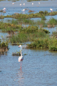 Colony of pink flamingo spending the winter in south of spain. donana national park