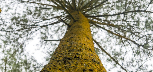 Low angle view of tree trunks in forest