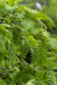 Close-up of pine tree leaves