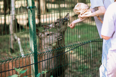 A girl feeds deer on a farm. caring for animals. female hand feeds deer wild animals