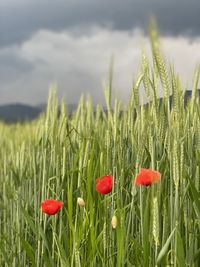 Close-up of red poppy flowers growing on field