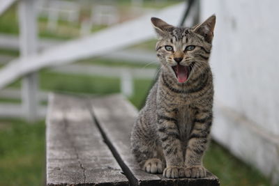 Close-up of cat yawning