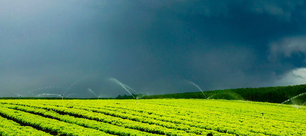 Scenic view of agricultural field against sky