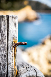 Close-up of horse on wooden post