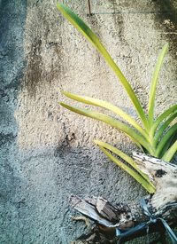 Close-up of plants