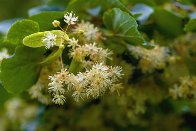 Lime blossom on tree, close up
