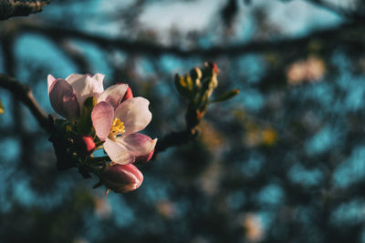 Close-up of pink flowering plant