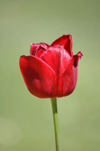 Close-up of red rose against white background