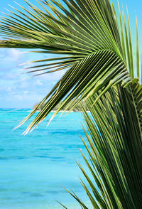 Close-up of palm tree by sea against sky
