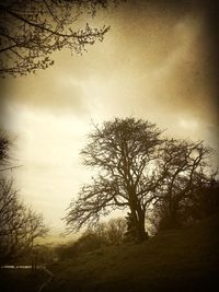 Silhouette bare tree on field against sky