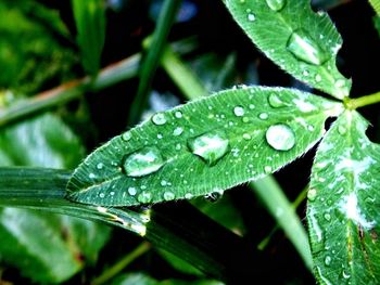 Close-up of raindrops on leaf