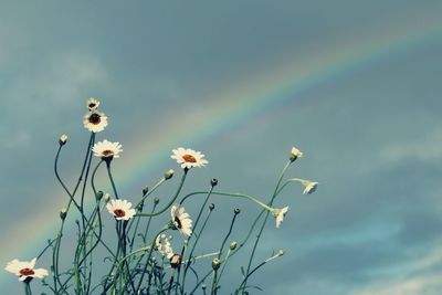 Low angle view of flowering plants against sky