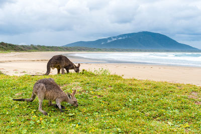 Scenic view of beach against sky