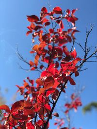 Low angle view of red leaves on tree against sky