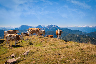 View of cows on landscape