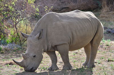 White rhinoceros grazing on field