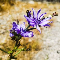 Close-up of purple flowering plant