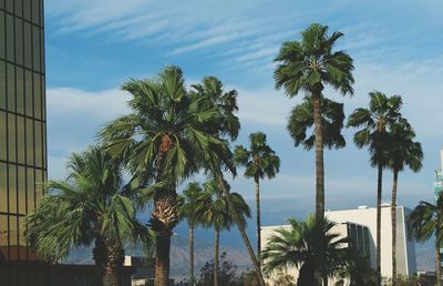 Low angle view of palm trees