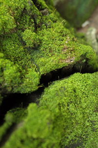 Close-up of moss growing on plant