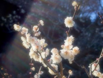 Close up of flowers