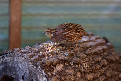 Close-up of bird