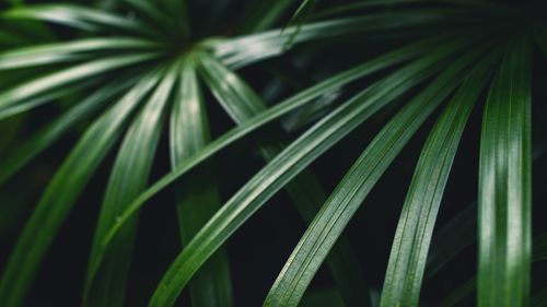 Rhapis excelsa, also known as broadleaf lady palm or bamboo palm on natural dark background.