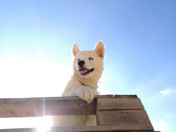 Portrait of a dog