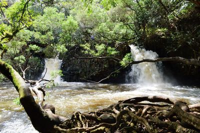 Scenic view of waterfall in forest