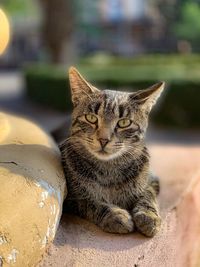 Close-up portrait of a cat