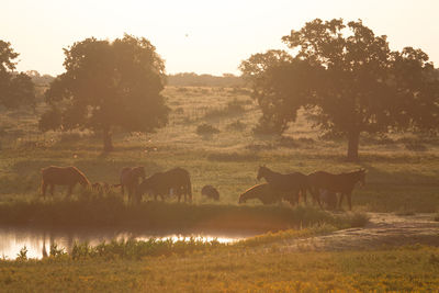 Horses standing on field