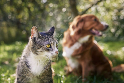 Cat and dog sitting together in grass on sunny day. freindship between cat and retriever.