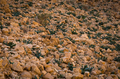 Full frame shot of rocks in water