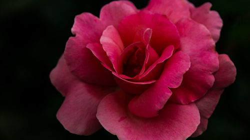 Close-up of pink rose