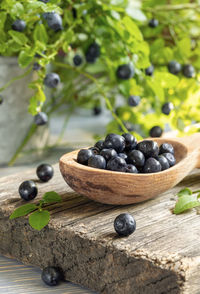 Wild blueberries in wooden spoon on old wooden board on green branches with berries backdrop.